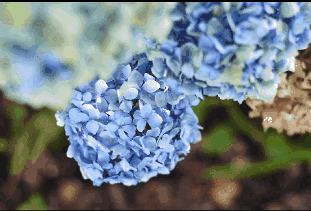 错过日本樱花季没有关系,夏日带你看紫阳花季