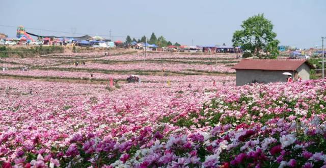 核心区位于中江石垭子村(中国芍药之乡),芍药面积上万亩,是四川乃自