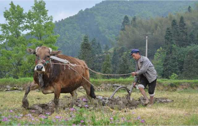 4月20日,榕江县塔石瑶族水族乡塔石村的农民用铁牛在耕田.