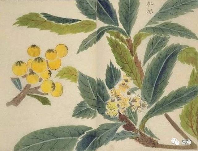 枇杷树也开花见蕊.