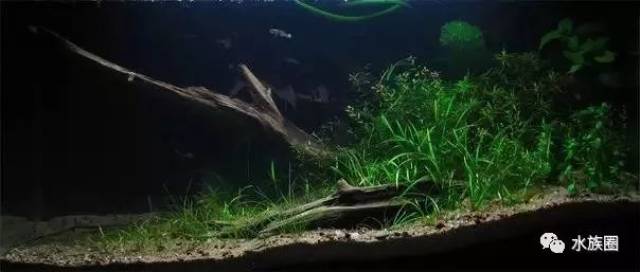 原生缸，原生鱼景还原自然本来样子。