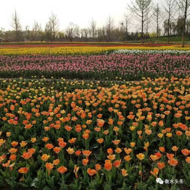 衡水市植物园将于4月29日开放,赏花正当时!