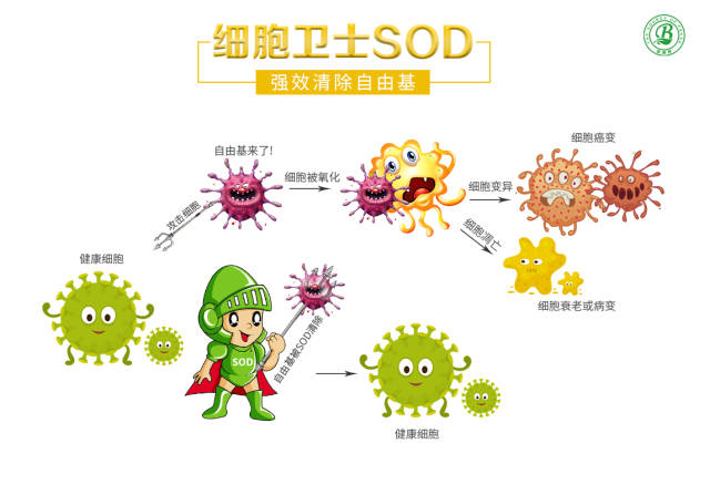 倍源鲜sod清除人体自由基,修复受损细胞,人体垃圾清道夫,提高身体免疫