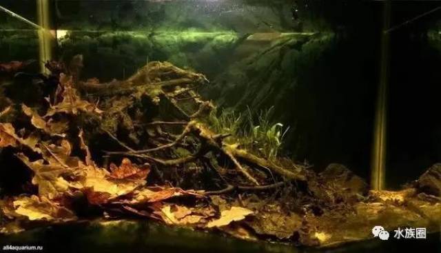 原生缸，原生鱼景还原自然本来样子。