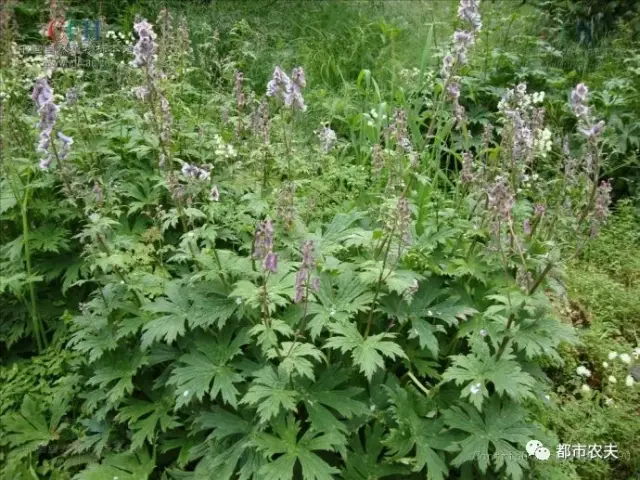 乌头是毛莨科乌头属多年生草本植物. 别称:五毒棍,川乌,刀附,天雄等.