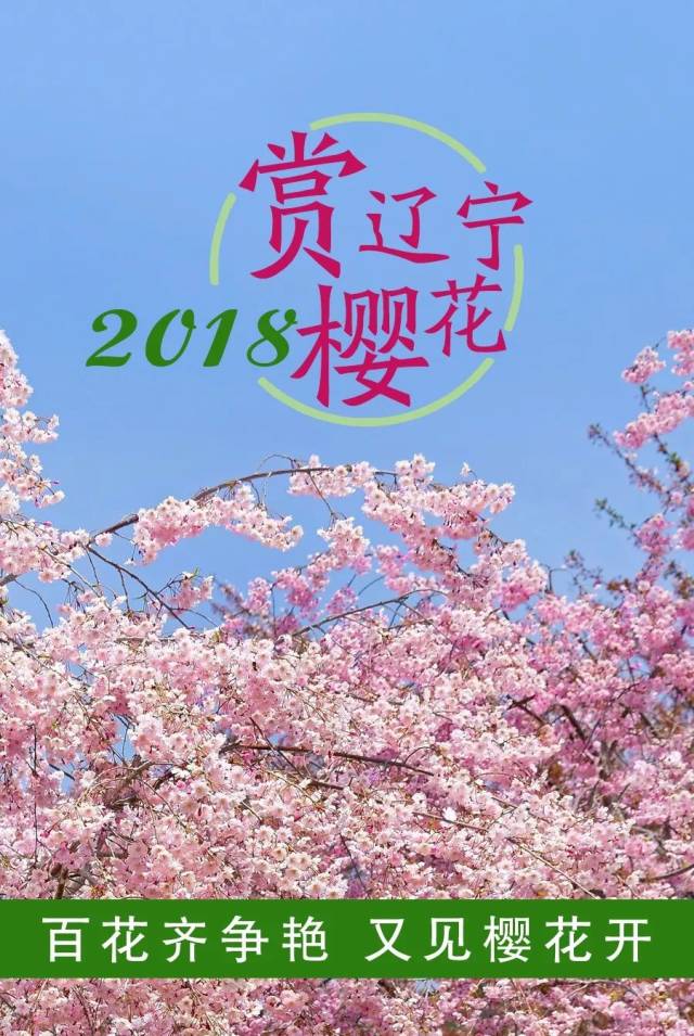 2018赏大连旅顺樱花