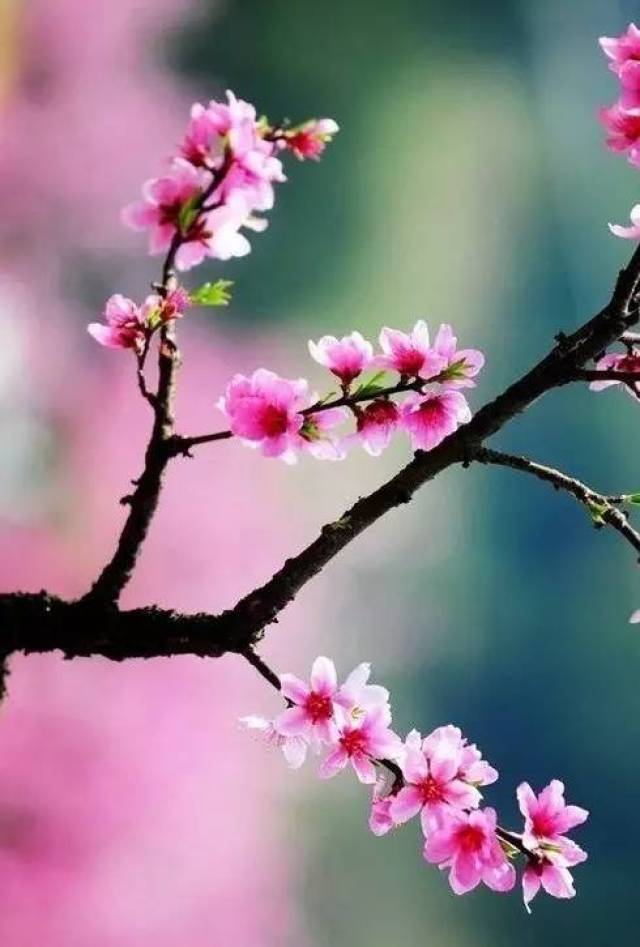 溪行桃花源简谱_溪行桃花源图片