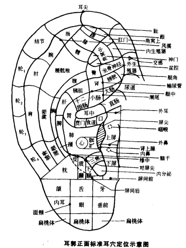 耳屏部分穴位