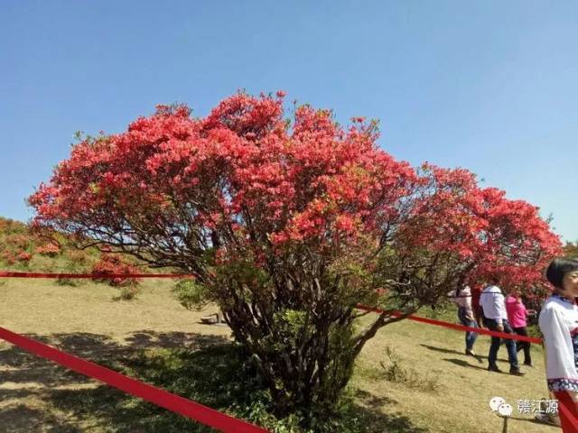 山歌唱响八卦脑 杜鹃仙子笑春风