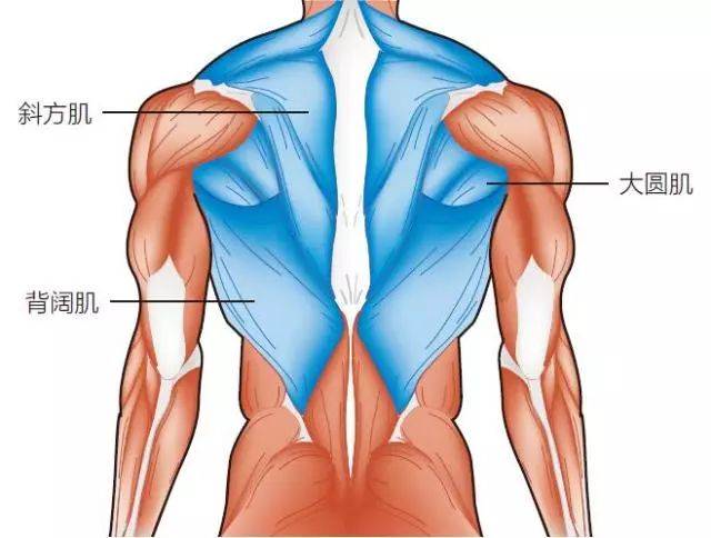 背部肌肉包括斜方肌,大圆肌和背阔肌等 是划臂动作的重要力量来源