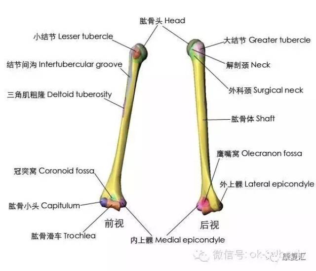 【经典收藏】3d图解—骨性标志图