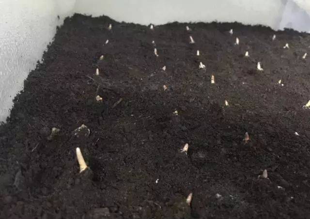 "人工冬虫夏草"真的有了,你买的是人工还是野生?