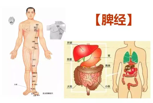 实际我们用一个手法,轻轻地来刺激胰腺的皮部,通过刺激皮部,来刺激