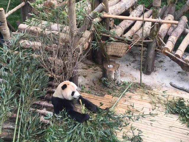 终于,黔灵山公园大熊猫馆今天正式开放,两只"滚滚"萌翻了