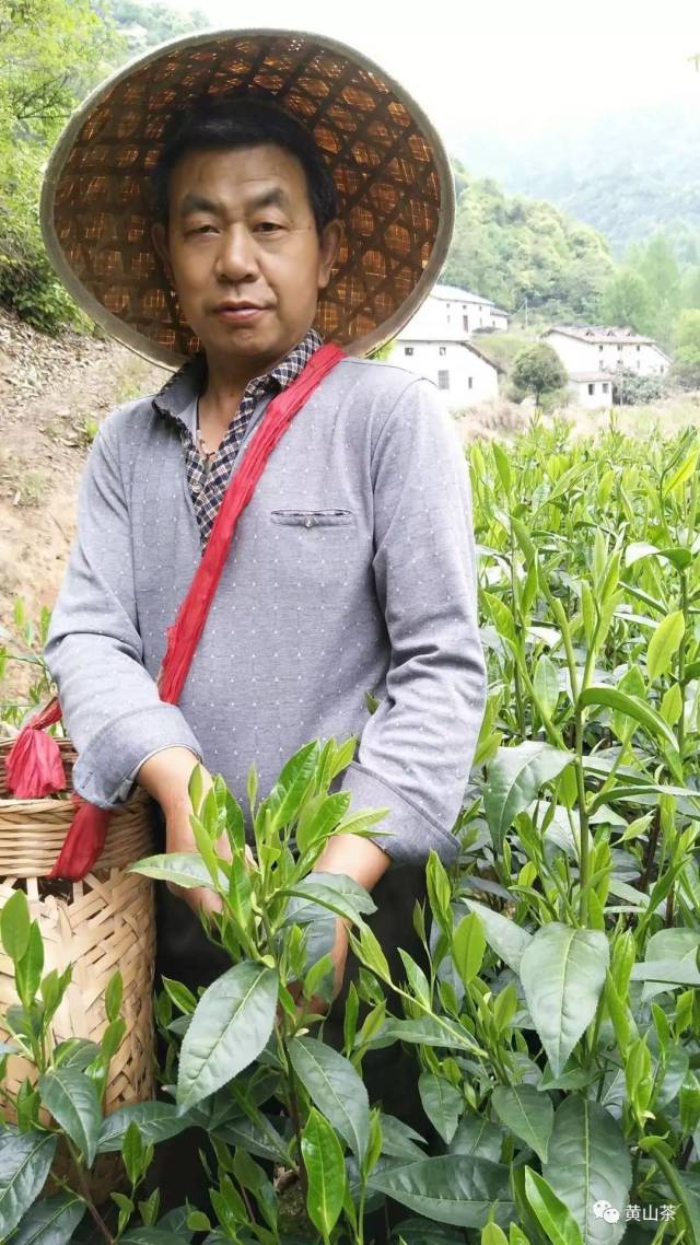 08 茶叶品种:黄山毛峰和太平猴魁 茶叶产地:太平湖镇汪王岭村 茶叶