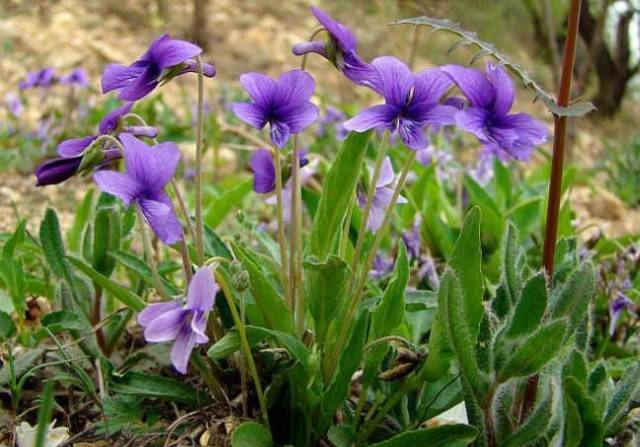 修复王:紫花苦菜