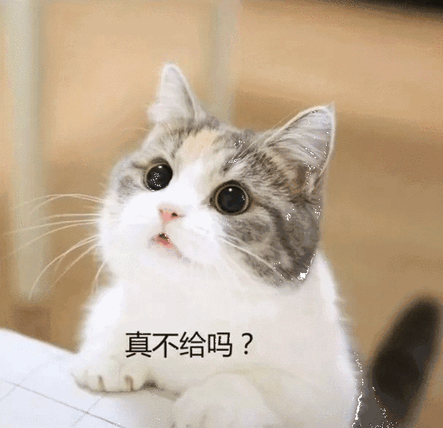 超萌的小奶猫要钱买零食,网友:给给,要什么都给,忍不住啊!
