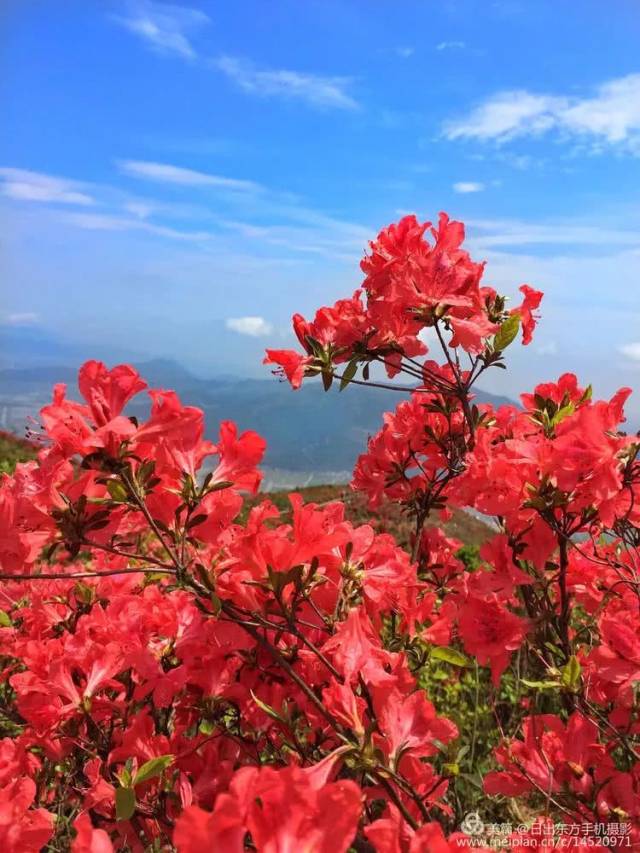 此时天空已经转晴,蓝天白云红花,煞是壮观!