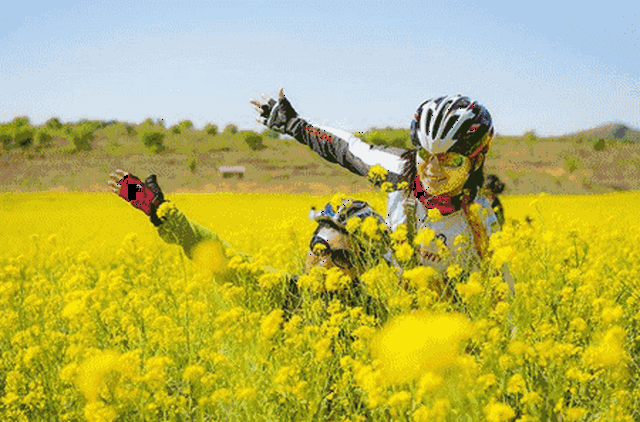 壁纸 成片种植 风景 植物 种植基地 桌面 450_297 gif 动态图 动图