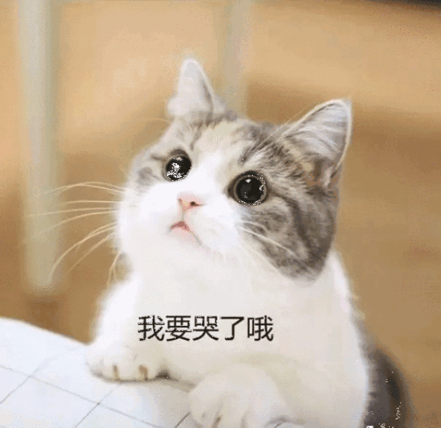 超萌的小奶猫要钱买零食,网友:给给,要什么都给,忍不住啊!