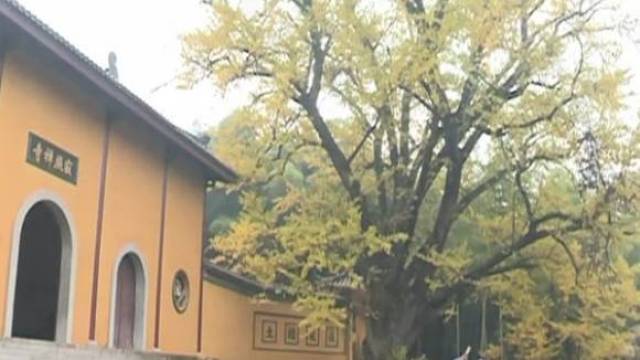 黄滩村的对面, 有一座千年古刹—— 寂照寺 寺旁有一棵千年银杏, 金色