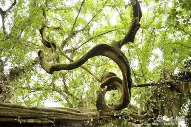 在潮安北部山区,有一株千年古榕树,更奇妙的是,一根起码数千年的古藤