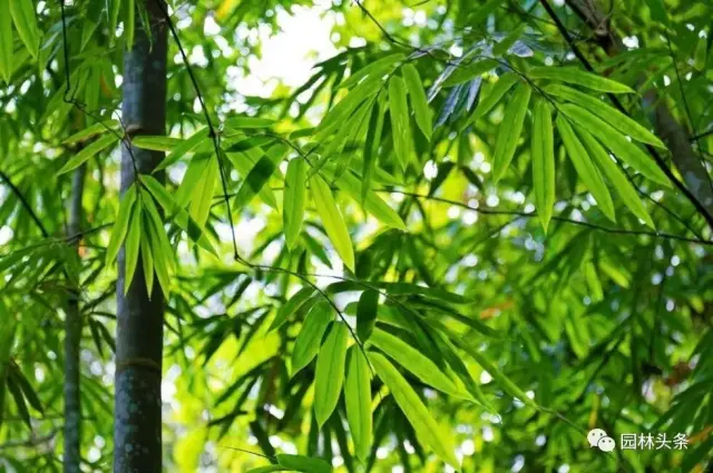竹子是草不是树!竟然还有这么多种类