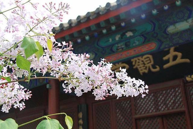 法源寺:古刹里有丁香花开