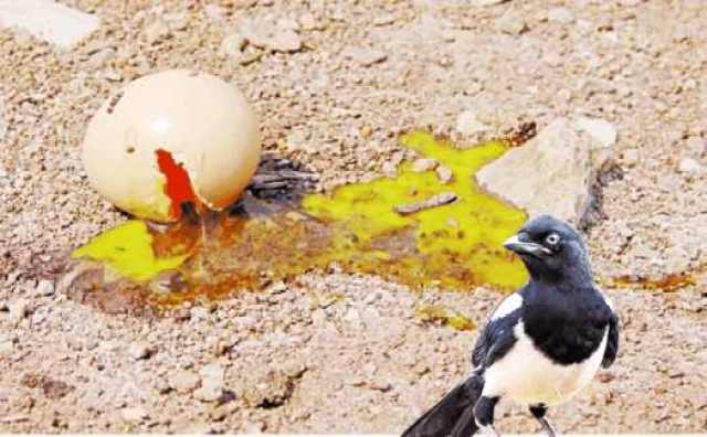 什么鸟散的成语_成语故事简笔画(5)