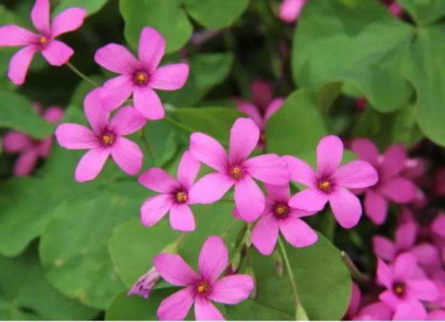关节酢浆草 oxalis articulata