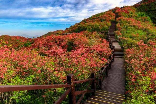 大围山杜鹃花海·节的奇妙之处