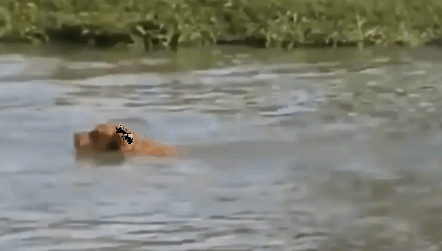 金毛犬在河里游泳 结果冒出一只水獭把金毛咬死了