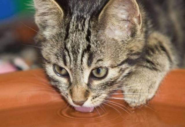 猫咪不喝水不怪猫,得怪你自己!