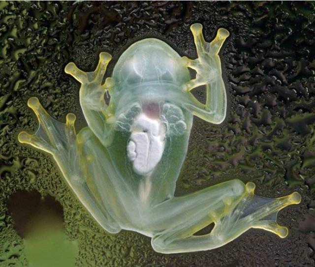 透明青蛙