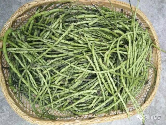 那些昌宁山茅野菜能治病又能解馋,你吃过几种?