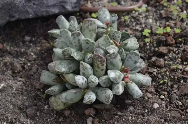 10种特别不寻常的多肉植物,种在阳台上朋友都认不出一