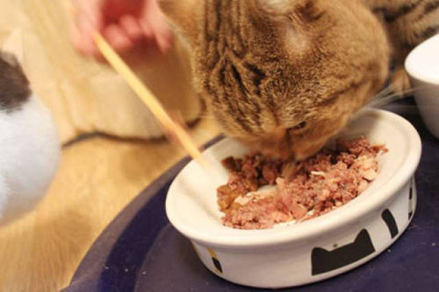 猫罐头拌粮能每顿吃吗,猫咪可以每顿吃罐头拌粮吗