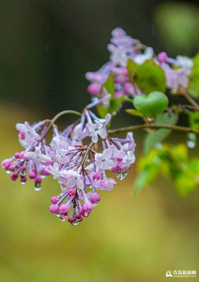 你说你最爱丁香花