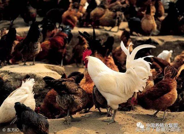 公鸡,母鸡,为何要分开养?