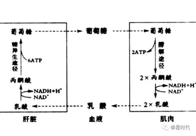 运动结束后,血循环慢慢变慢,乳酸转运障碍,在肌肉内造成堆积,于是你