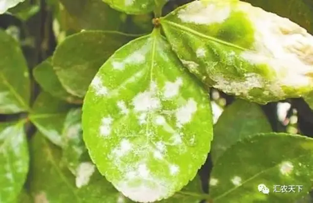 超详细的植物病害分类!全面的配方用药(值得收藏)