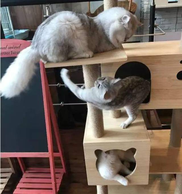 猫奴必去武汉治愈系猫咪咖啡馆能消磨你一整个午后