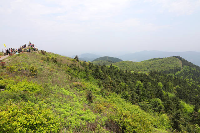 宁波杜鹃花胜地:金峨山上映山红