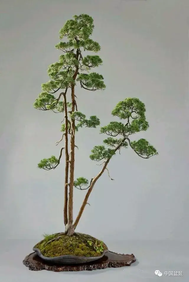 赵庆泉盆景一枝一叶见精神