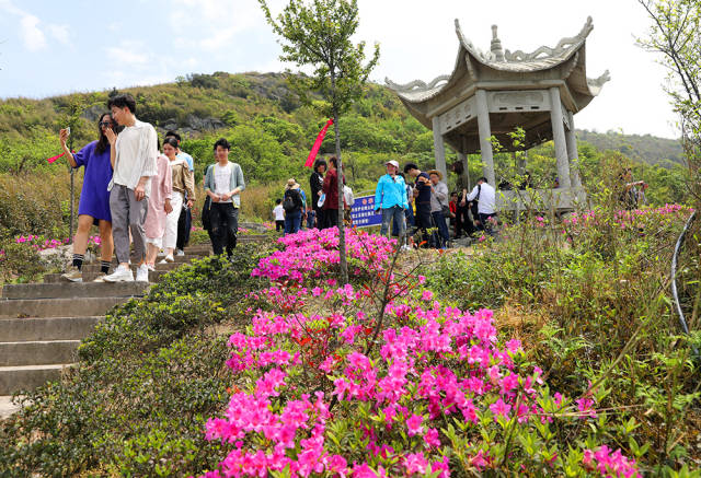 宁波杜鹃花胜地:金峨山上映山红