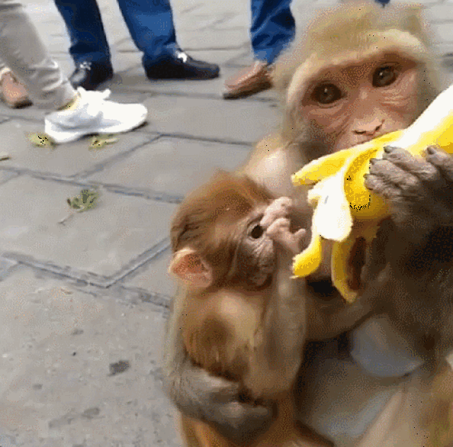 猴子带小猴上街玩,在路边吃香蕉,引起大量路人围观