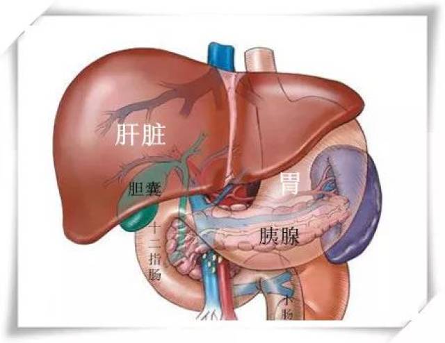 位于胰腺的头部,如果手术切除需要切掉肚子里六个器官:胆囊,胆总管,一