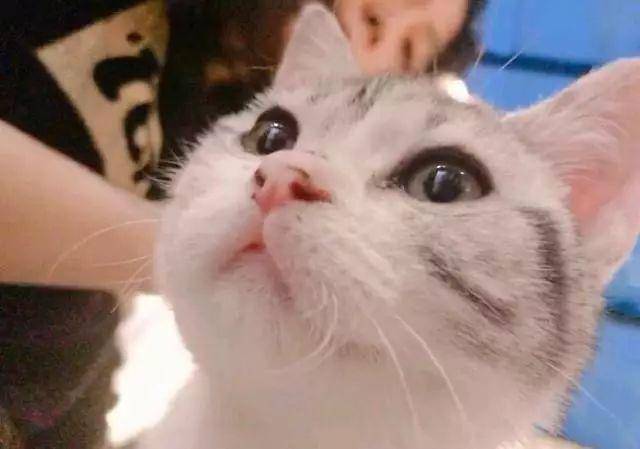 猫奴必去武汉治愈系猫咪咖啡馆能消磨你一整个午后