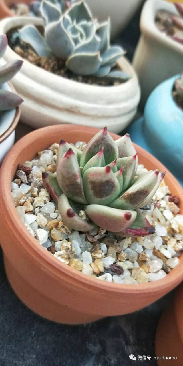 露养的多肉晒伤了怎么办?该如何救治呢?