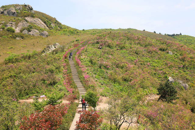 宁波杜鹃花胜地:金峨山上映山红